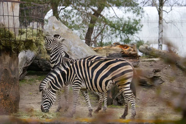 Detail Gambar Zebra Makan Rumput Hitam Putih Nomer 39