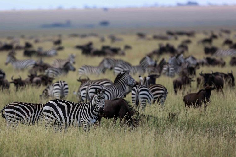 Detail Gambar Zebra Makan Rumput Hitam Putih Nomer 43