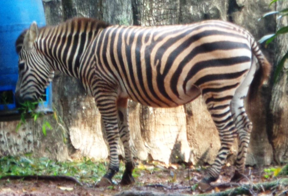 Detail Gambar Zebra Makan Rumput Hitam Putih Nomer 44