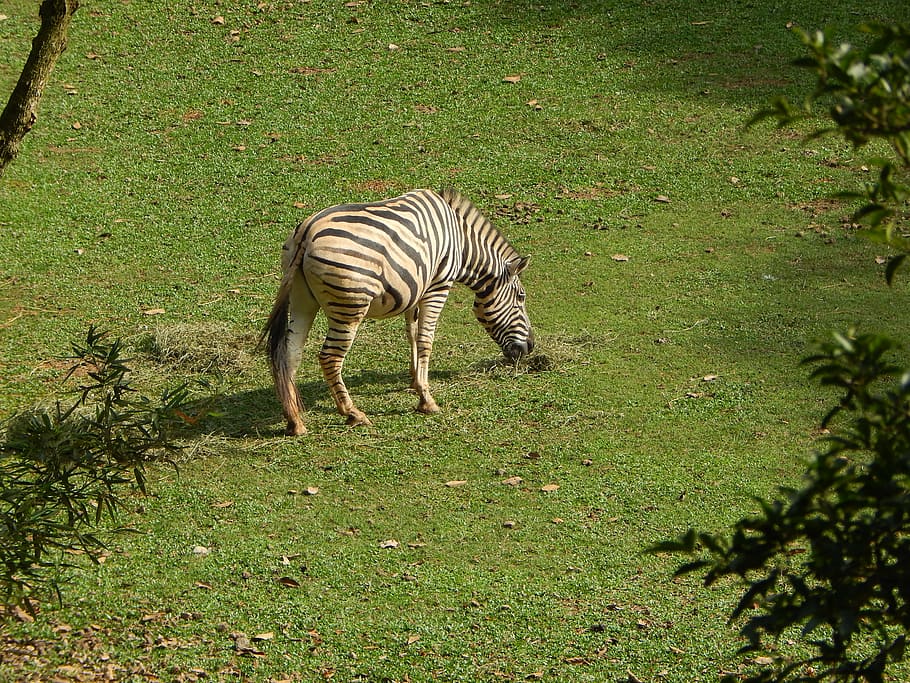 Detail Gambar Zebra Makan Rumput Hitam Putih Nomer 45