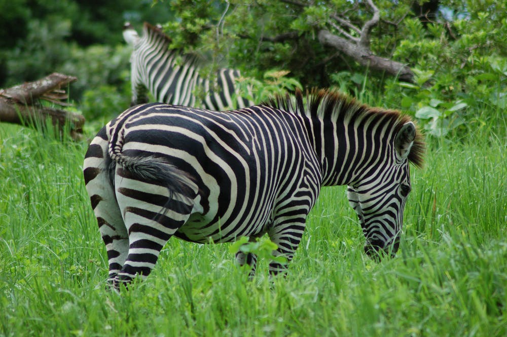 Detail Gambar Zebra Makan Rumput Hitam Putih Nomer 6