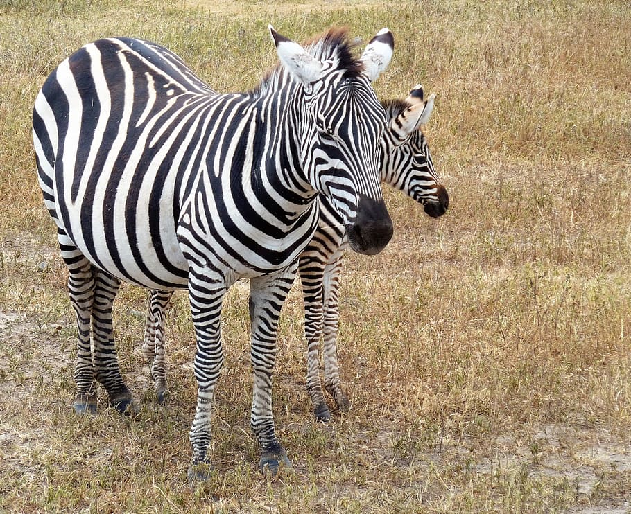Detail Gambar Zebra Makan Rumput Hitam Putih Nomer 46