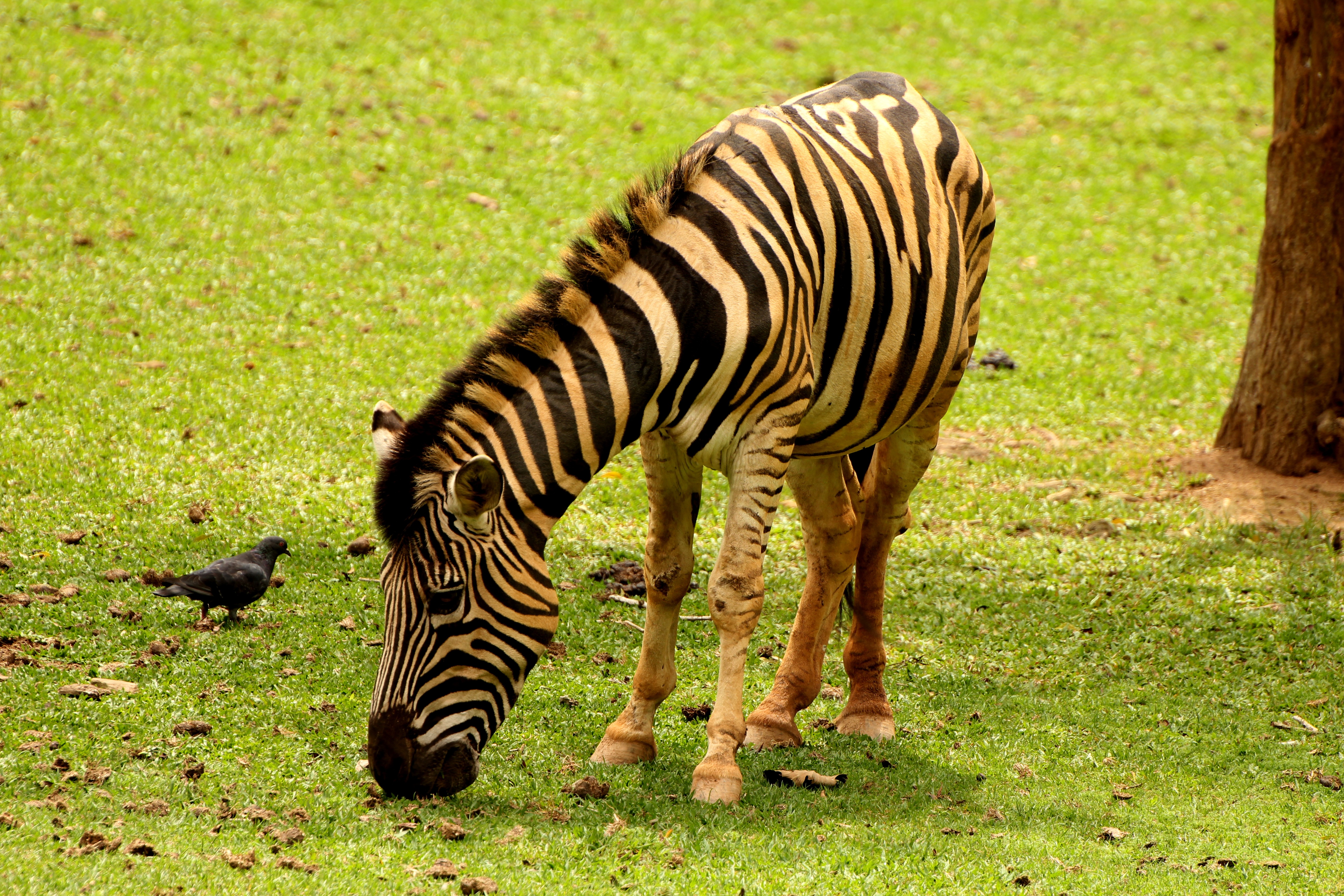 Detail Gambar Zebra Makan Rumput Hitam Putih Nomer 50