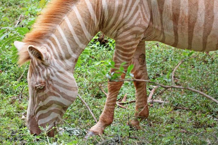Detail Gambar Zebra Makan Rumput Hitam Putih Nomer 51