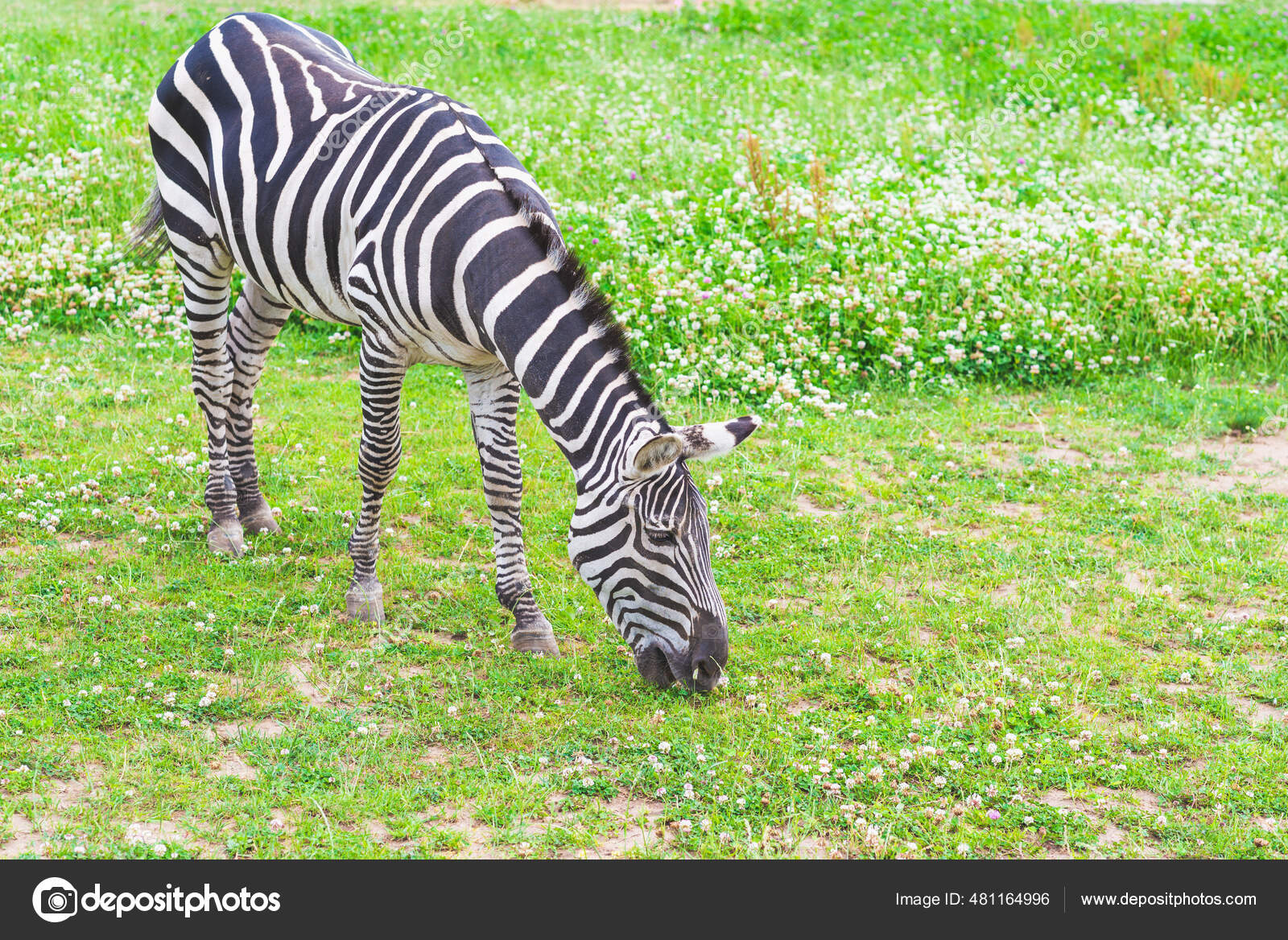 Detail Gambar Zebra Makan Rumput Hitam Putih Nomer 7