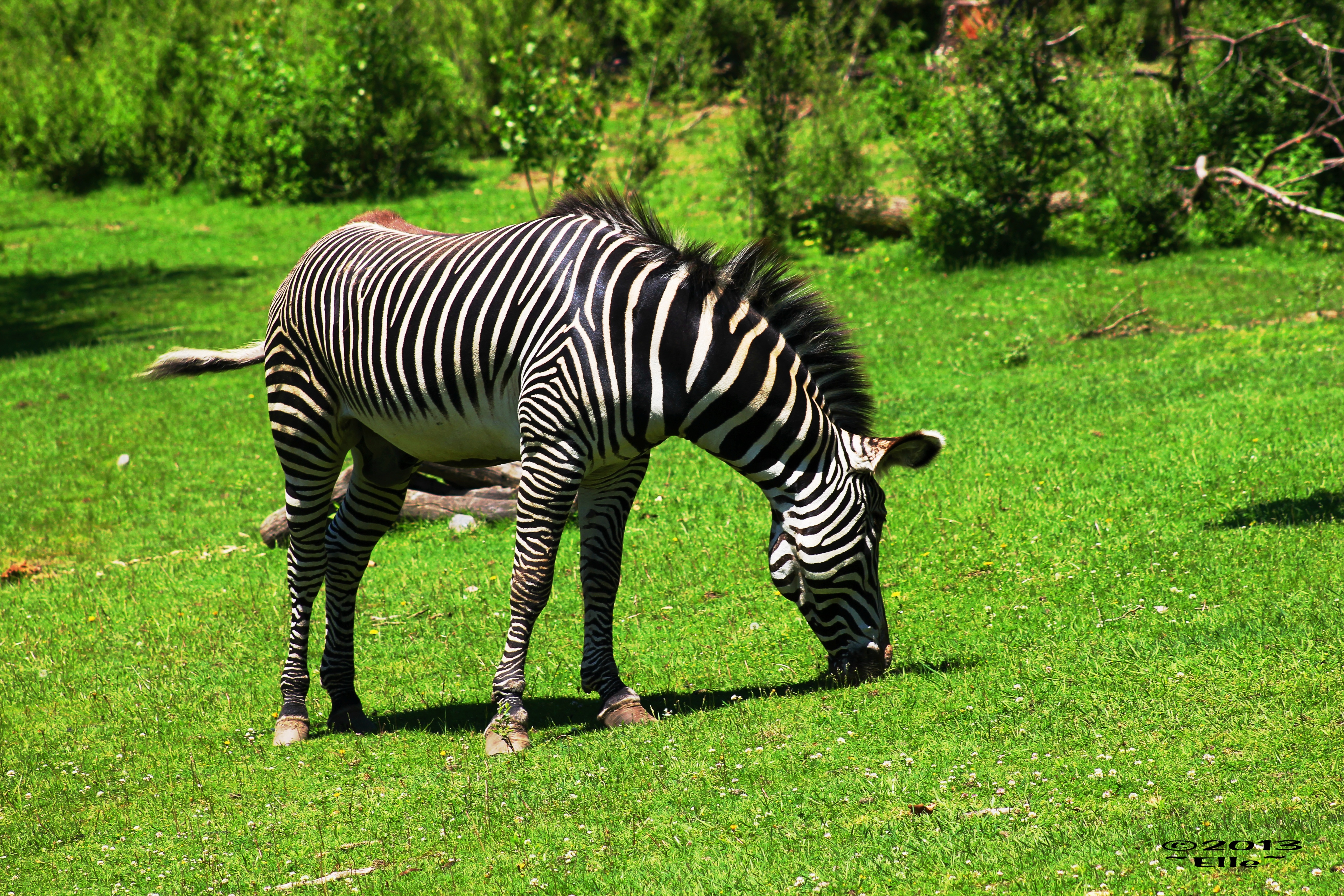 Detail Gambar Zebra Makan Rumput Hitam Putih Nomer 9