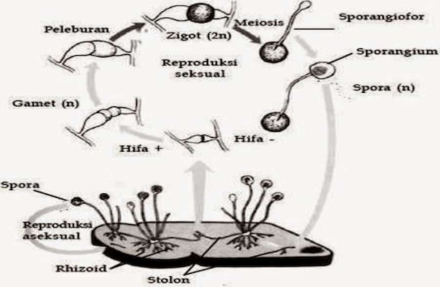 Detail Gambar Zygomycota Pada Makanan Nomer 12