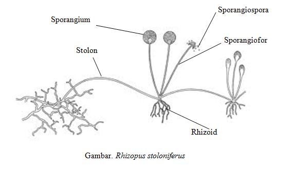 Detail Gambar Zygomycota Pada Makanan Nomer 15