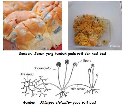 Detail Gambar Zygomycota Pada Makanan Nomer 3