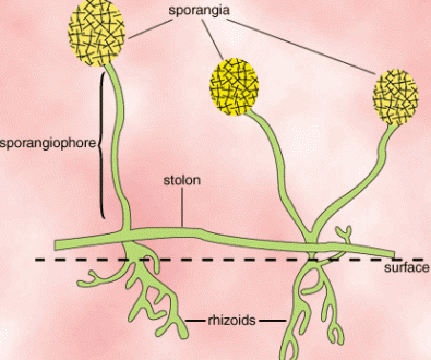 Detail Gambar Zygomycota Pada Makanan Nomer 27