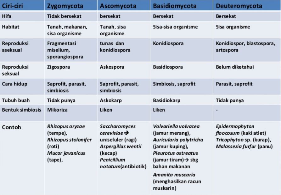 Detail Gambar Zygomycota Pada Makanan Nomer 30