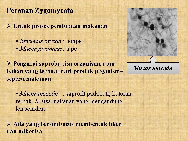 Detail Gambar Zygomycota Pada Makanan Nomer 35