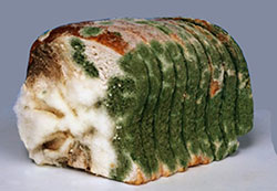 Detail Gambar Zygomycota Pada Makanan Nomer 4