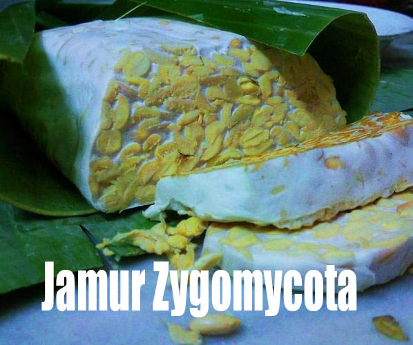 Detail Gambar Zygomycota Pada Makanan Nomer 5