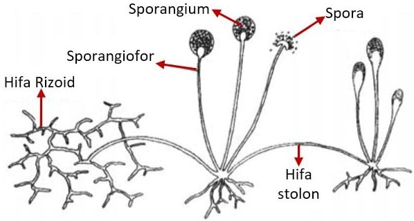 Detail Gambar Zygomycota Pada Makanan Nomer 6