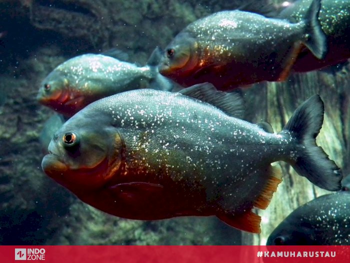 Detail Game Ikan Piranha Nomer 37