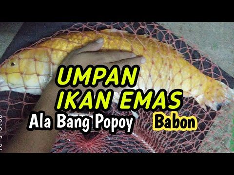 Detail Game Memancing Emas Nomer 53