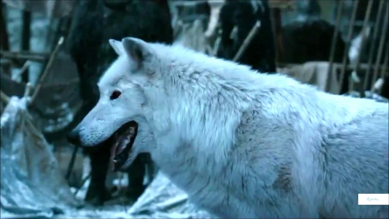 Detail Game Of Thrones Wolf Nomer 31