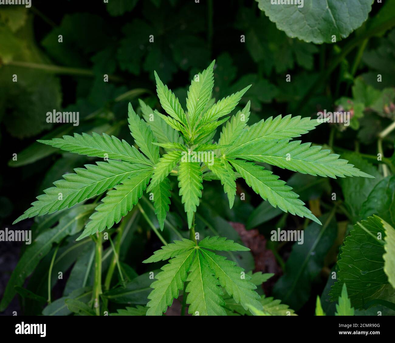 Detail Ganja Wallpaper Nomer 47