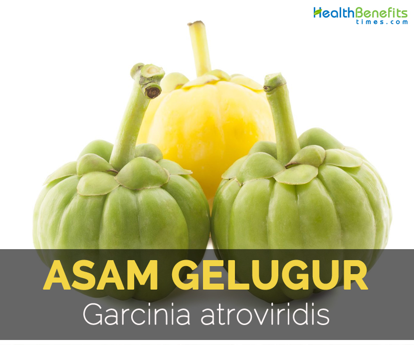 Detail Garcinia Cambogia Adalah Asam Gelugur Nomer 11