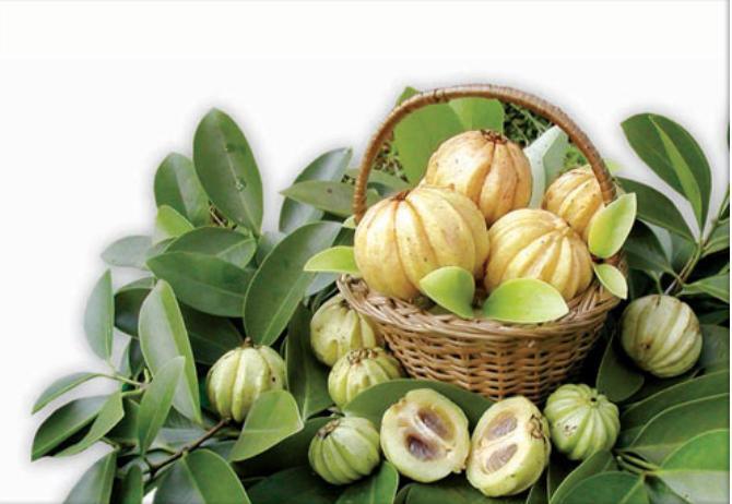 Detail Garcinia Cambogia Adalah Asam Gelugur Nomer 15