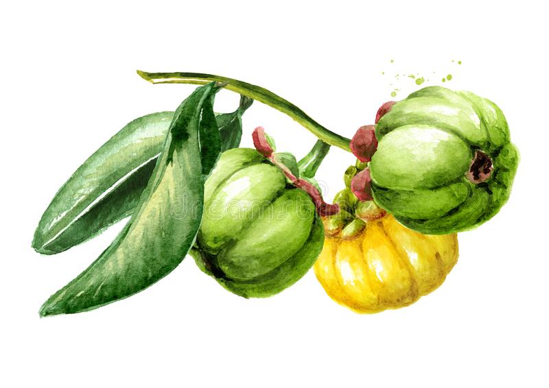 Detail Garcinia Cambogia Adalah Asam Gelugur Nomer 32