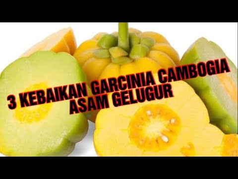 Detail Garcinia Cambogia Adalah Asam Gelugur Nomer 43