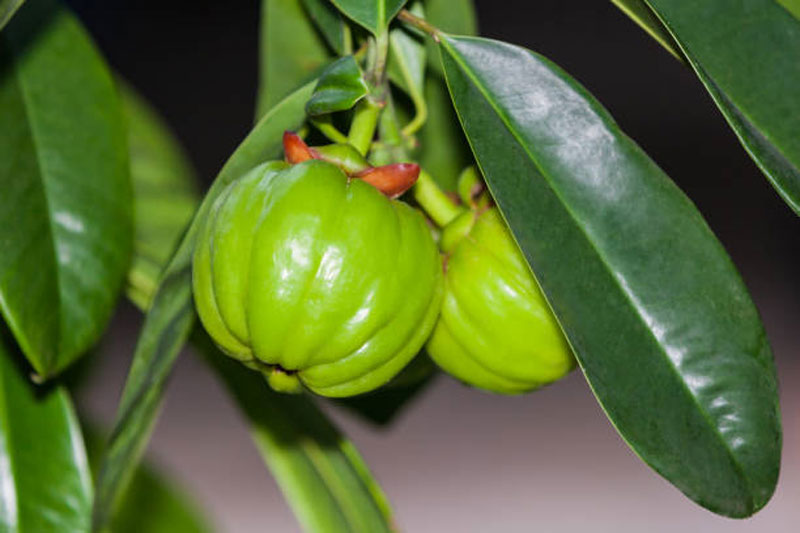 Detail Garcinia Cambogia Adalah Asam Gelugur Nomer 51