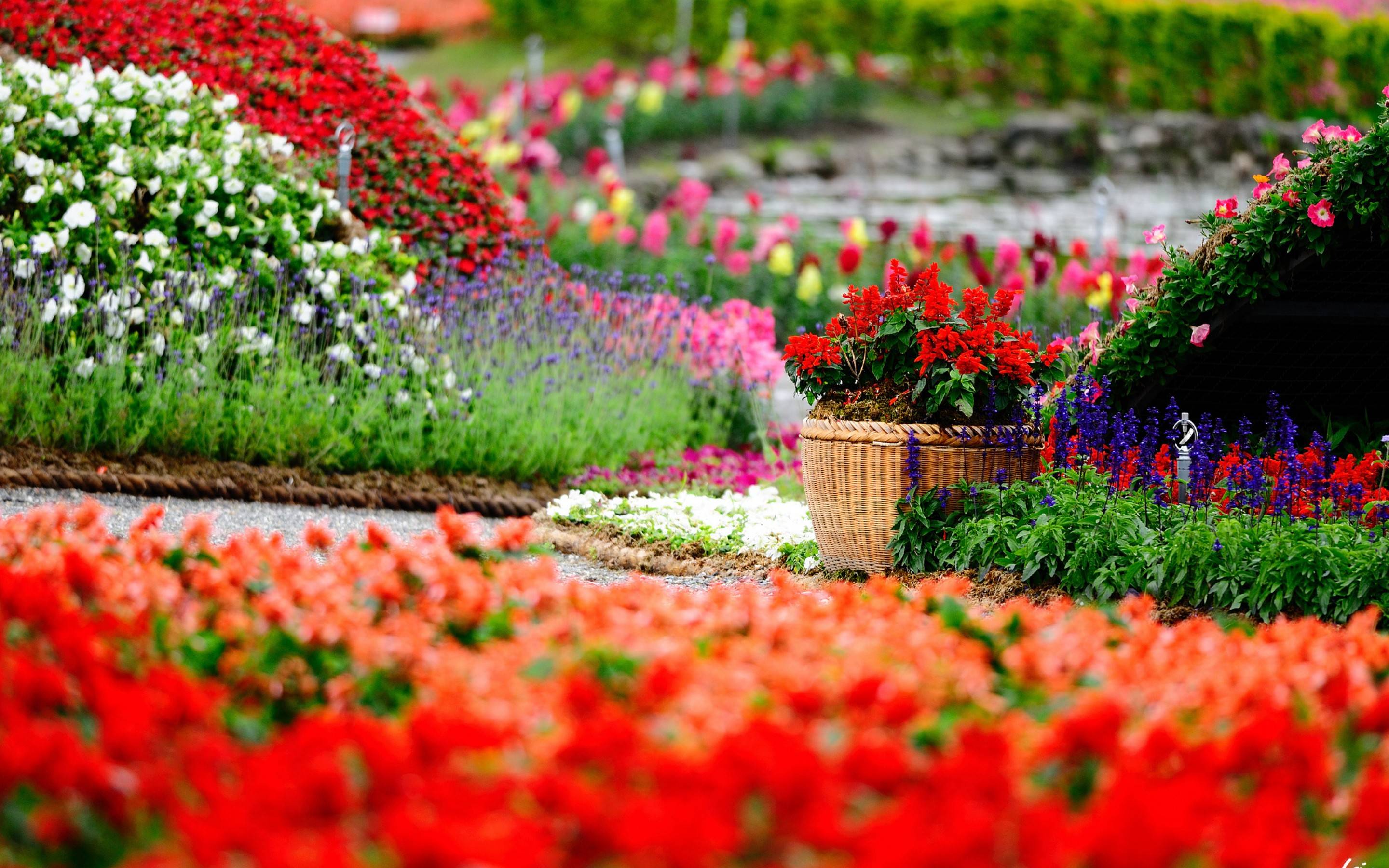 Detail Garden Hd Wallpaper Nomer 11