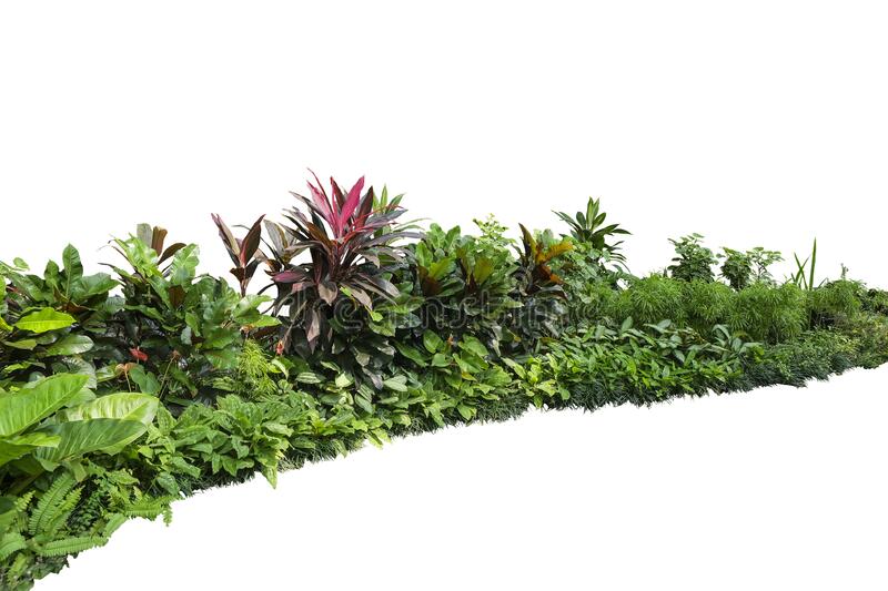 Detail Garden Plants Png Nomer 3