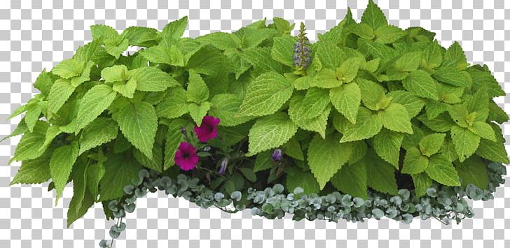 Detail Garden Plants Png Nomer 35