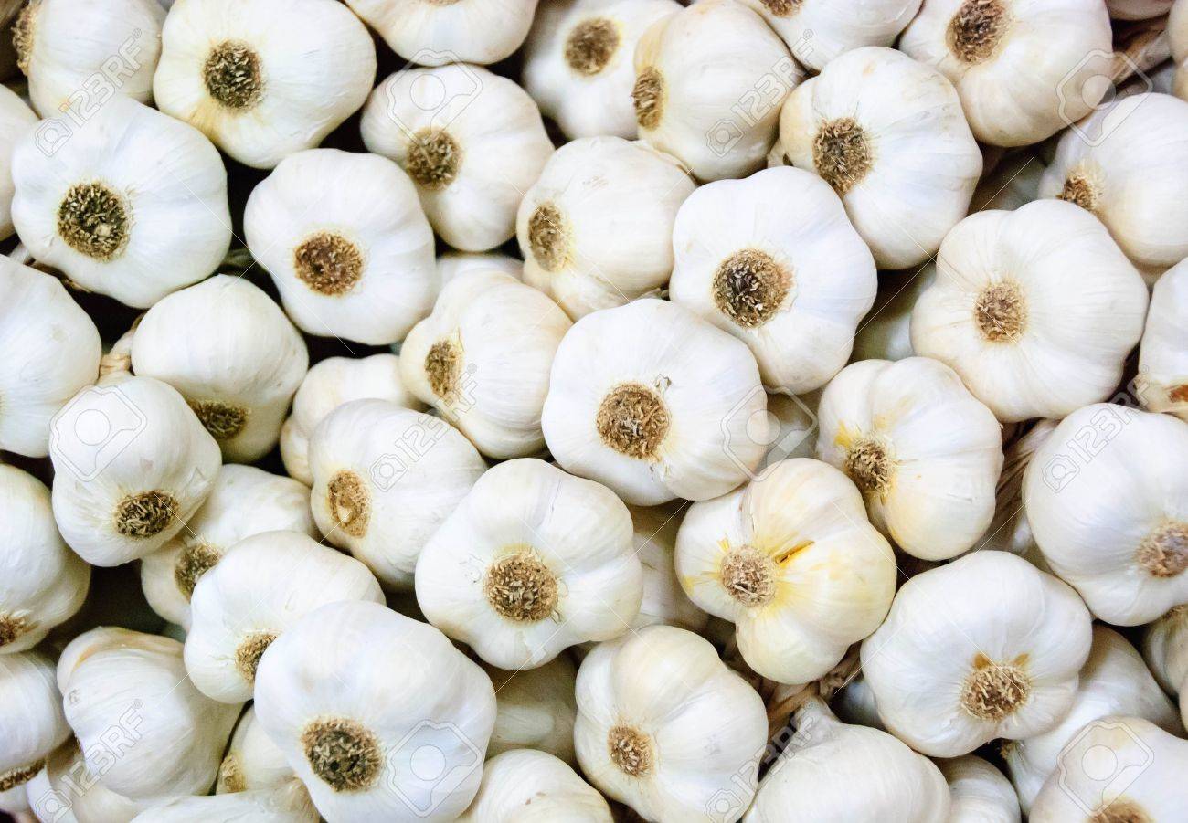 Detail Garlic Background Nomer 3