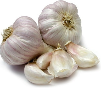 Detail Garlic Images Free Nomer 16