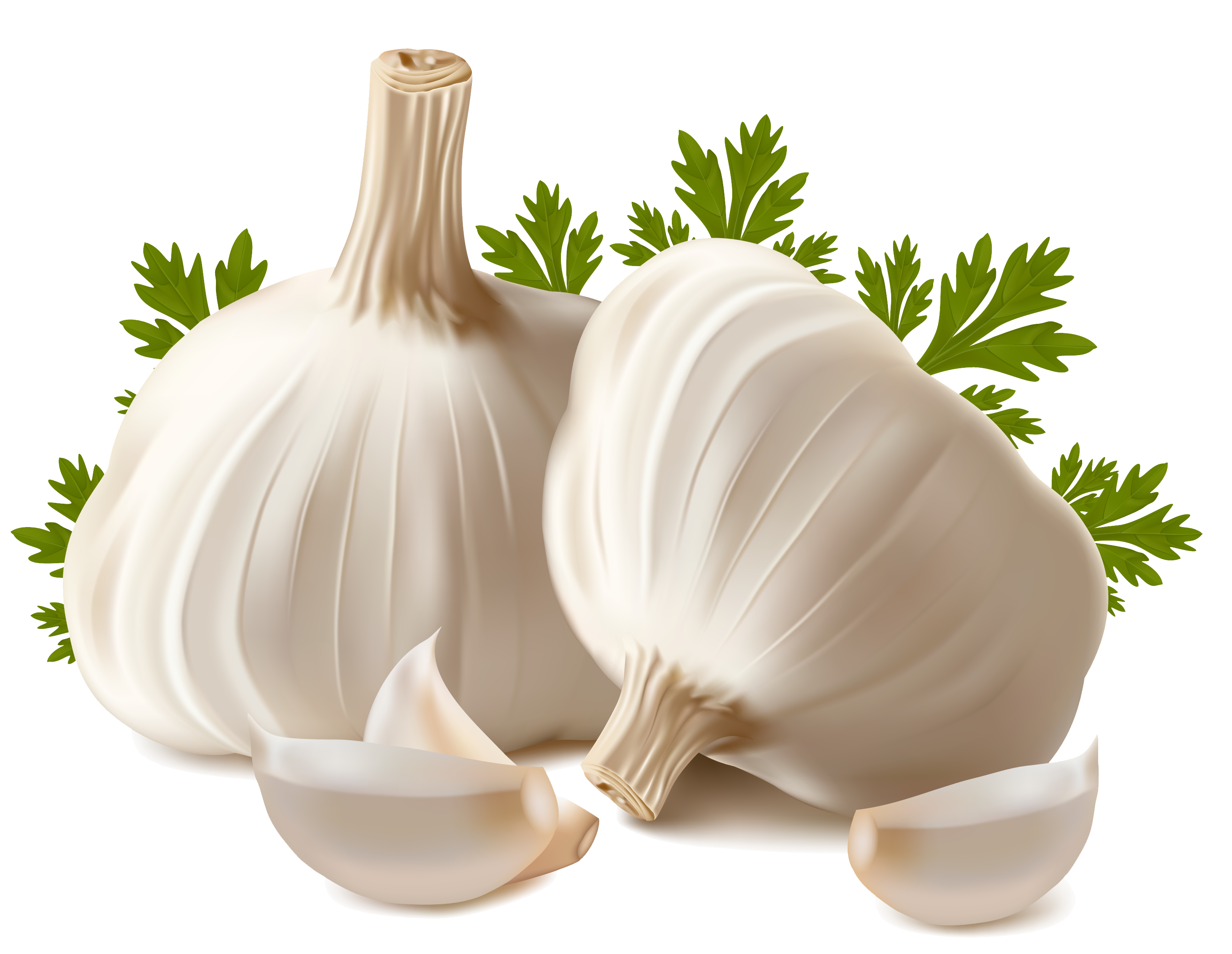 Detail Garlic Images Free Nomer 18