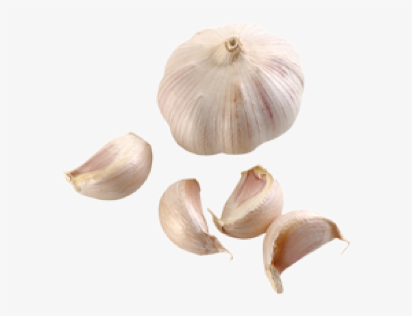 Detail Garlic Images Free Nomer 21