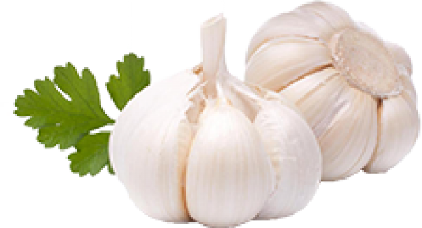 Detail Garlic Images Free Nomer 29