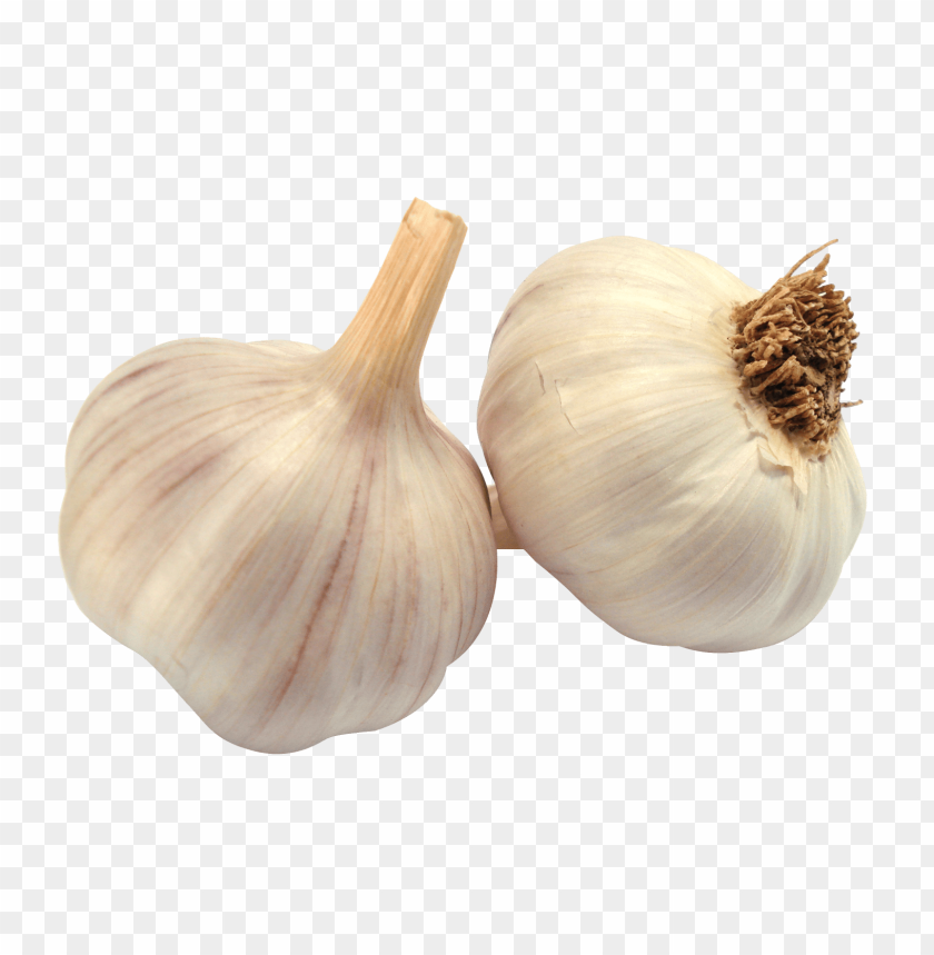 Detail Garlic Images Free Nomer 31