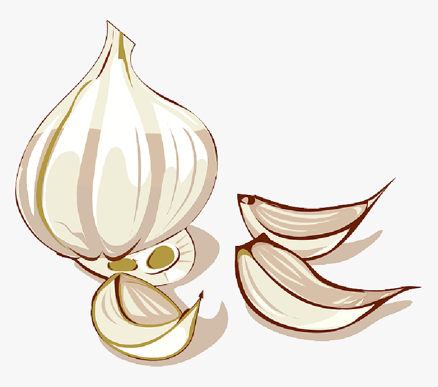 Detail Garlic Images Free Nomer 56