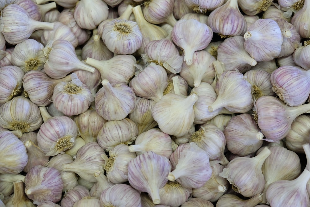 Detail Garlic Images Free Nomer 8