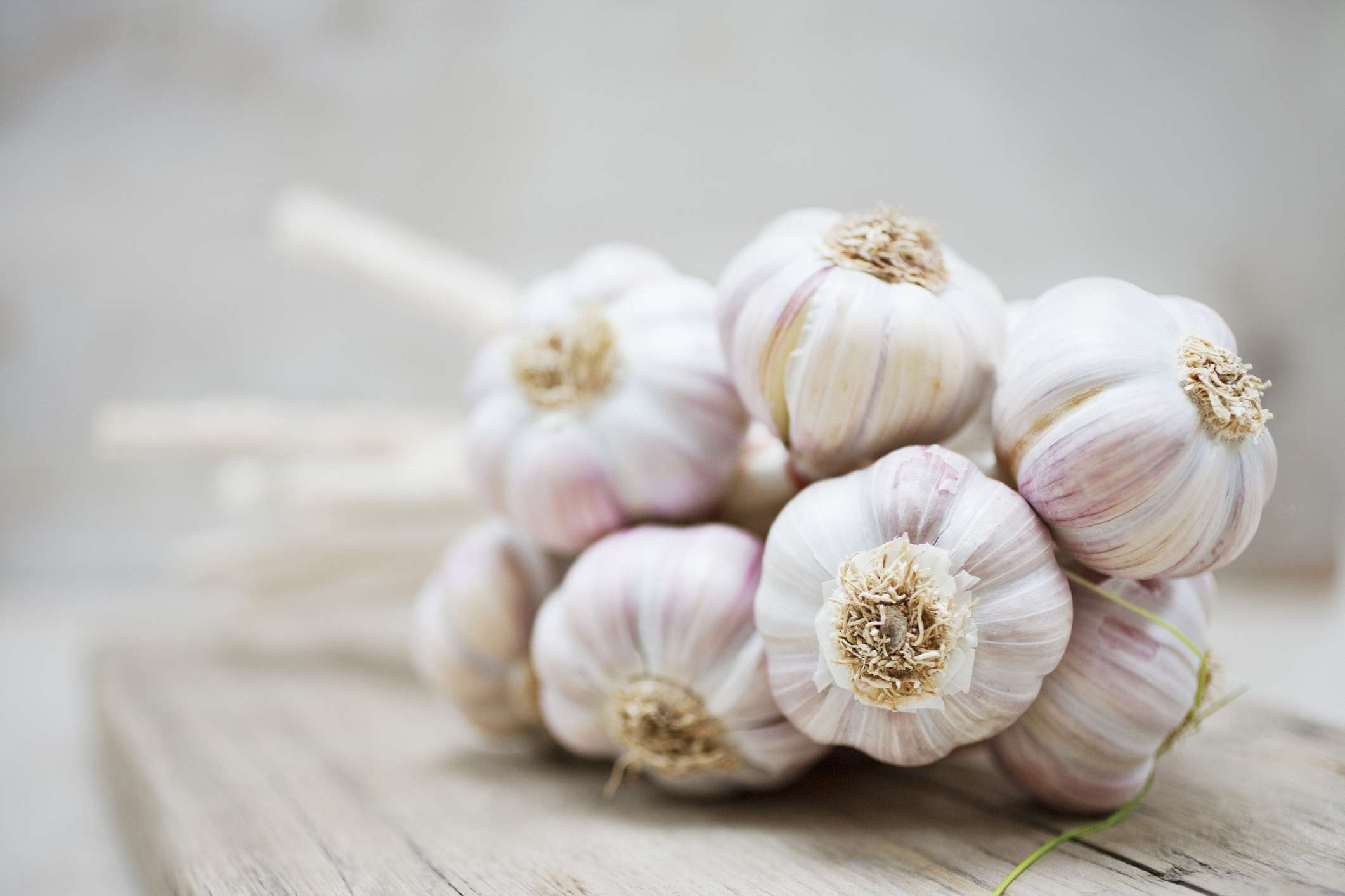 Detail Garlic Pic Nomer 38