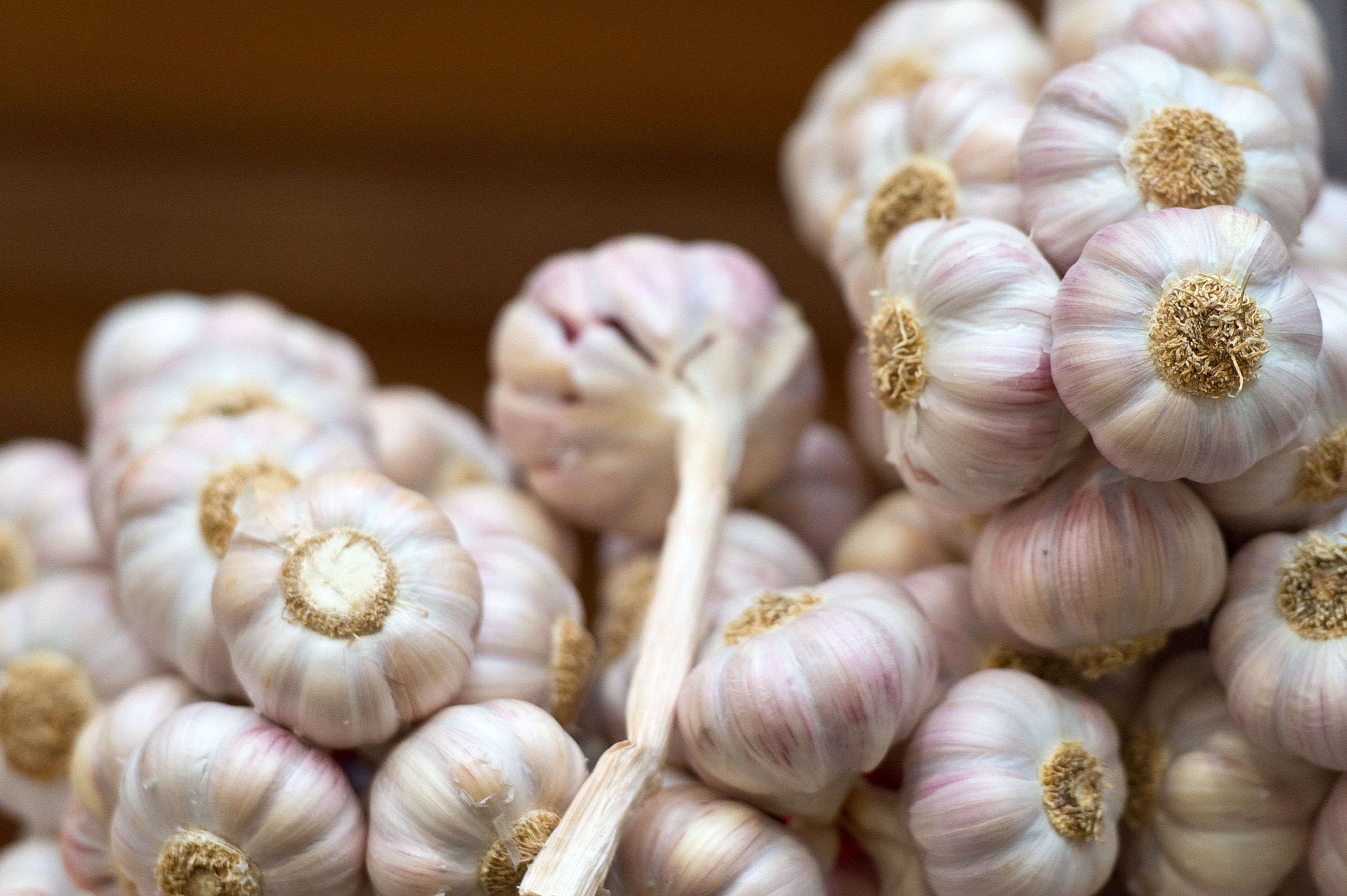 Detail Garlic Pic Nomer 59