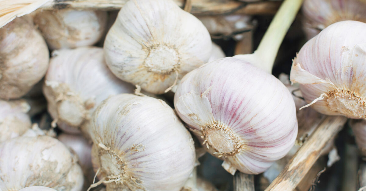 Detail Garlic Picture Nomer 2