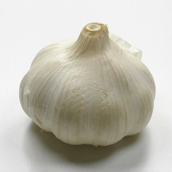 Detail Garlic Picture Nomer 50