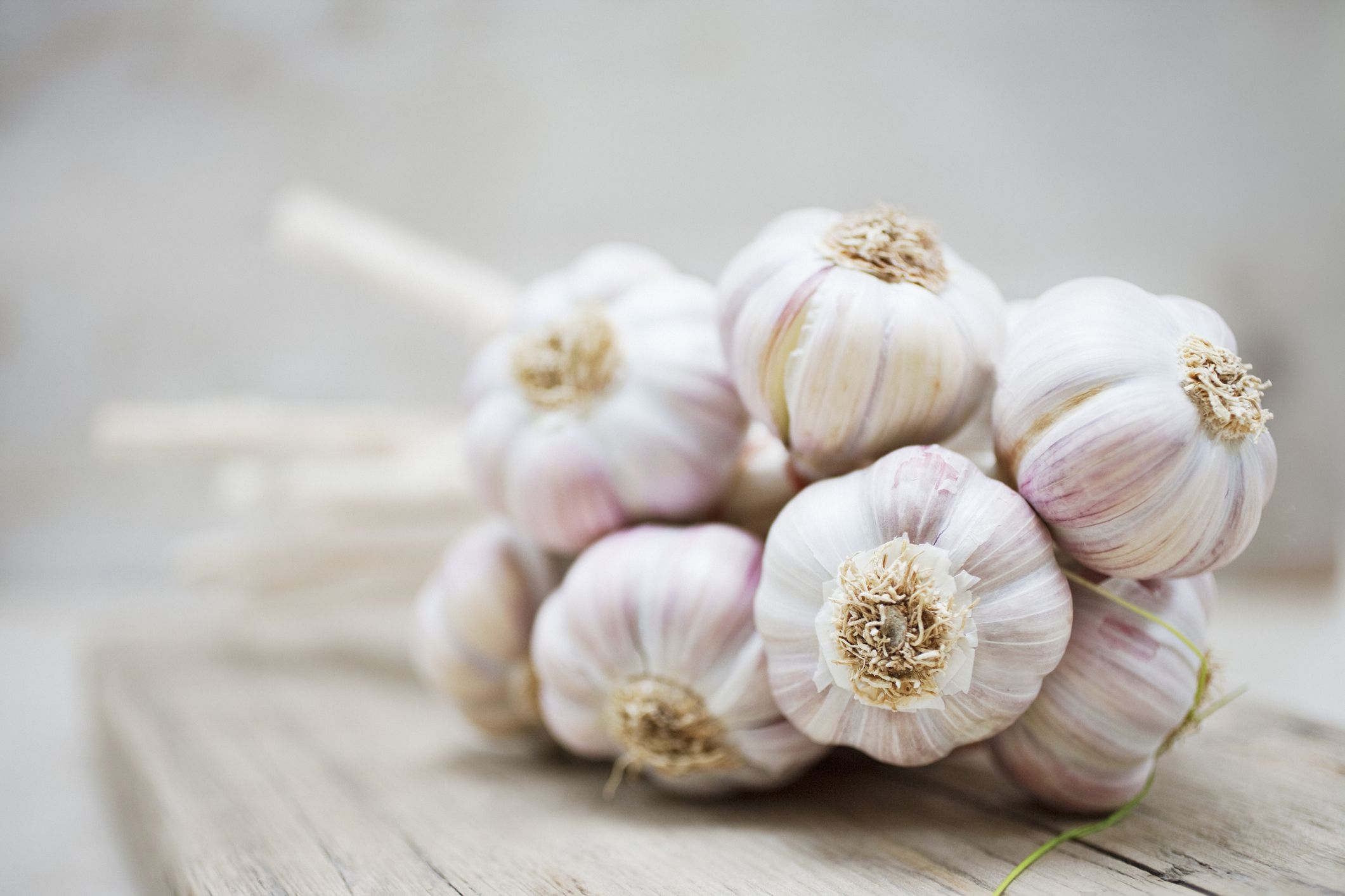 Detail Garlic Picture Nomer 51