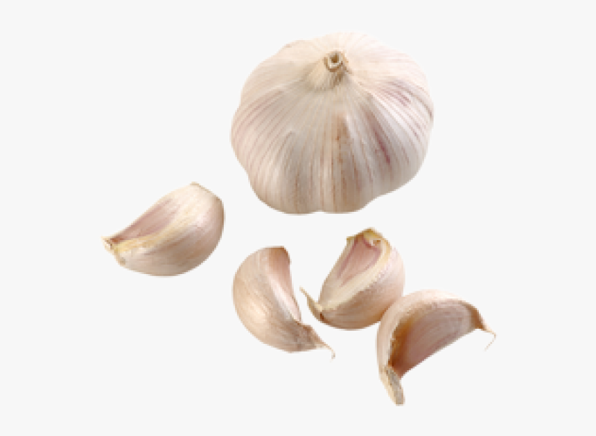 Detail Garlic Transparent Nomer 25
