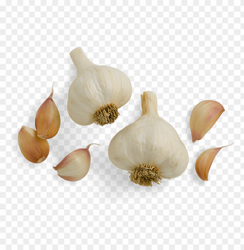Detail Garlic Transparent Nomer 26