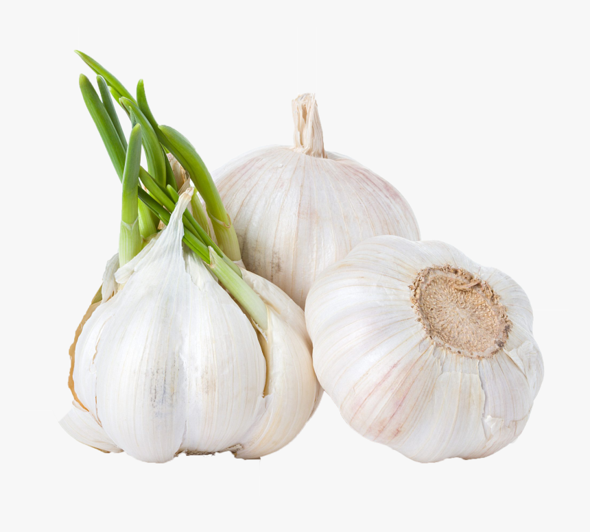 Detail Garlic Transparent Nomer 30