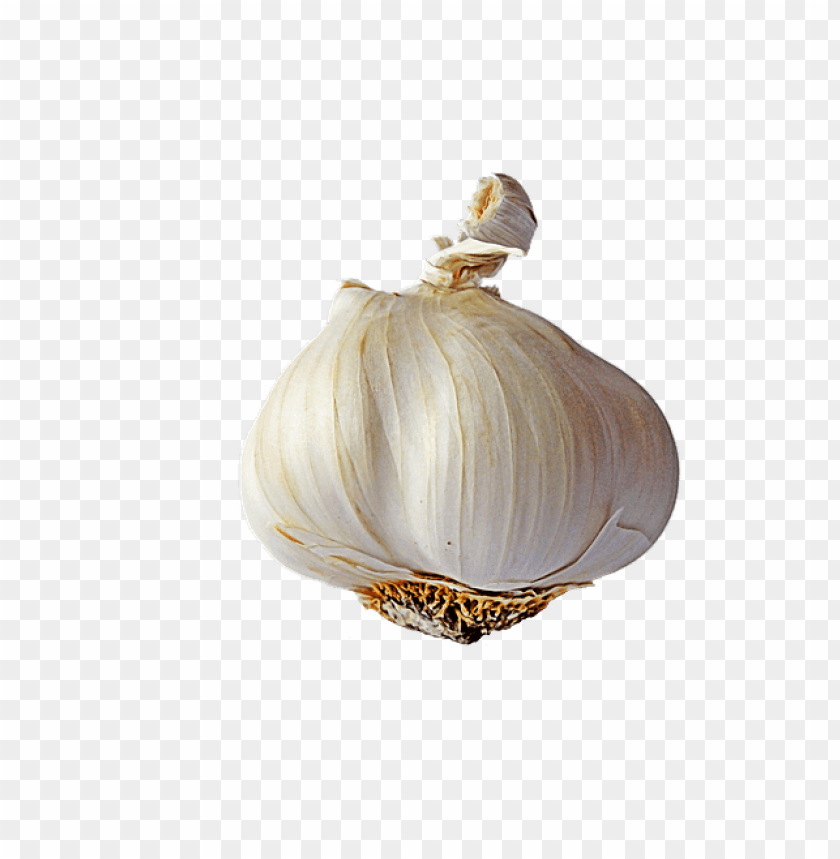 Detail Garlic Transparent Nomer 5