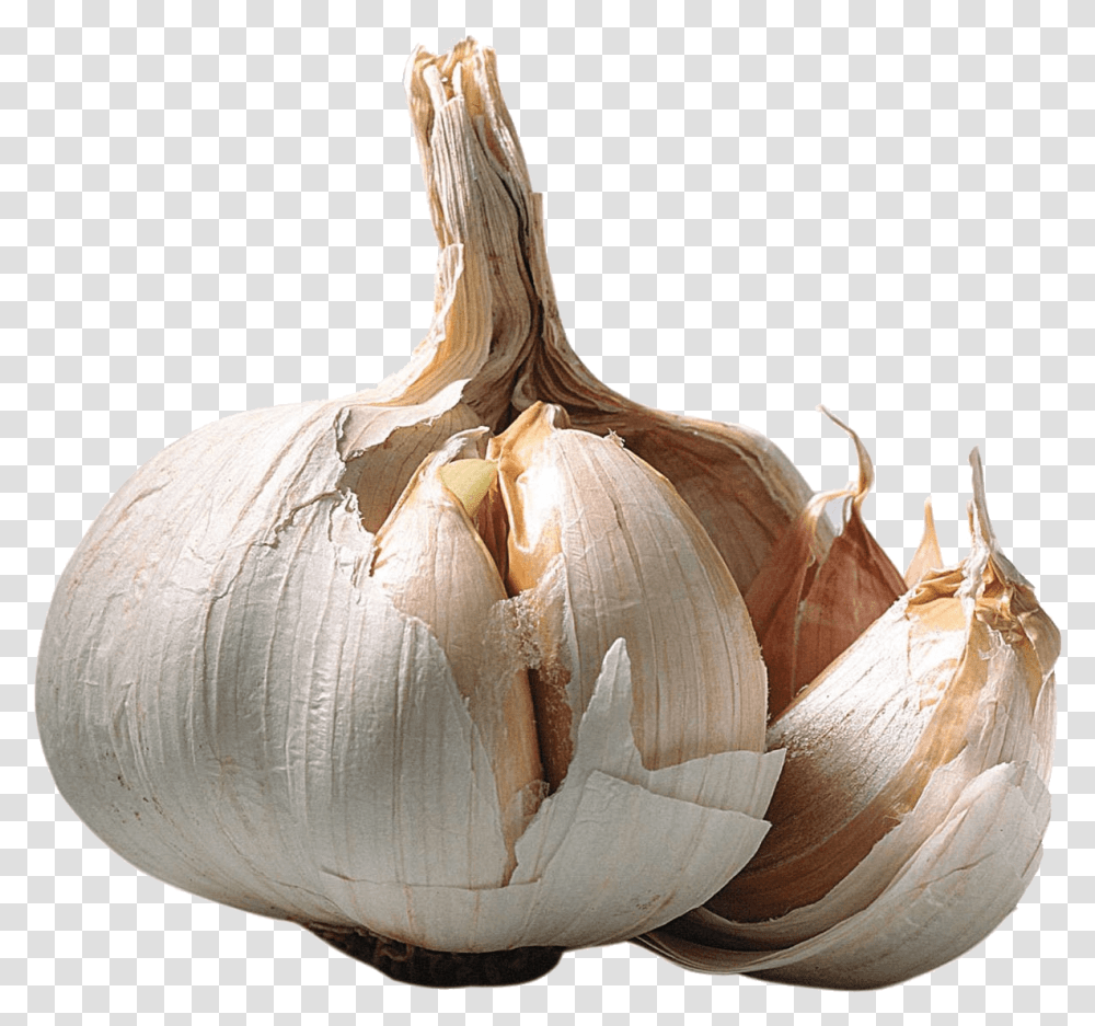 Detail Garlic Transparent Background Nomer 19