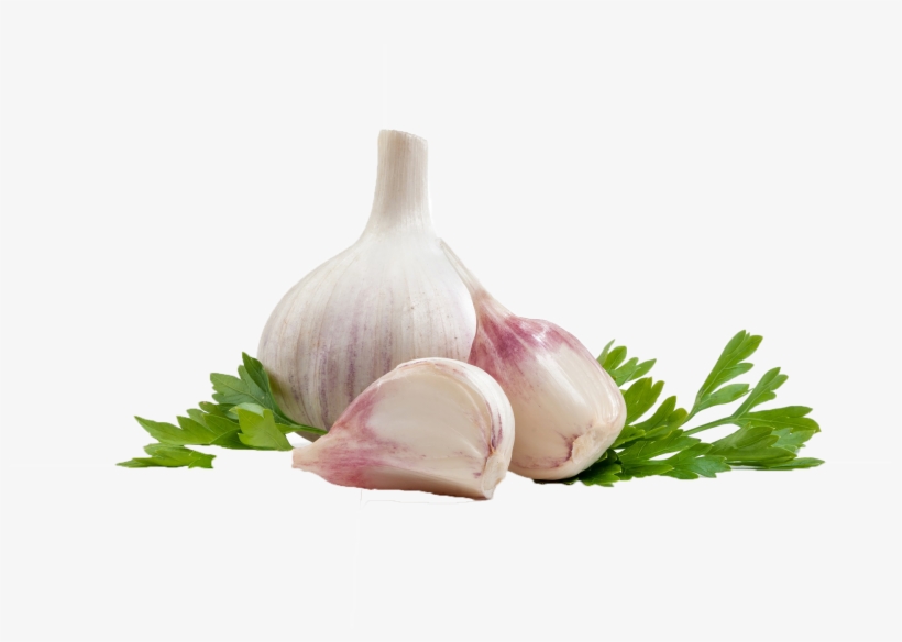 Detail Garlic Transparent Background Nomer 34